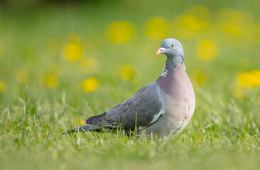 Common wood pigeon - in a city park in spring 