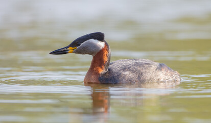 Red-necked grebe at the small lake in spring