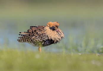 Ruff - male bird at a wetland on the mating season in spring