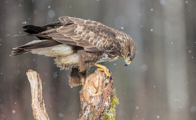 Common Buzzard in winter at a wet forest