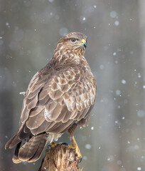 Common Buzzard in winter at a wet forest