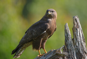 Common Buzzard in spring at a wet forest