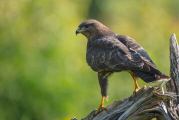 Common Buzzard in spring at a wet forest