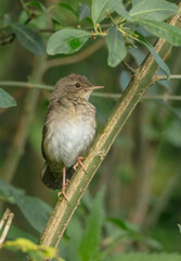 River Warbler - near the nesting place in summer