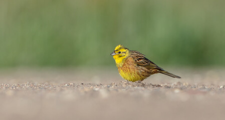 Yellowhammer  - male in summer