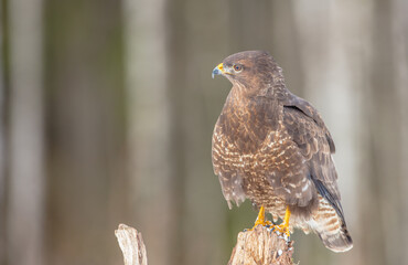 Common Buzzard in winter at a wet forest
