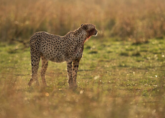 A backlit image of a Cheetah at Masai Mara, Kenya