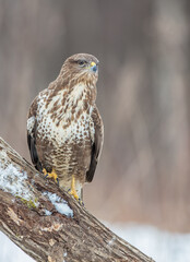 Common Buzzard in winter at a wet forest