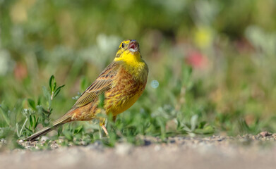 Yellowhammer  - male in summer
