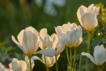 Tulips, spring flowers and nature environment in garden with white, plant or blossom for morning growth. Bloom, floral bush and fresh, lush petals in forest for ecology or botany in countryside
