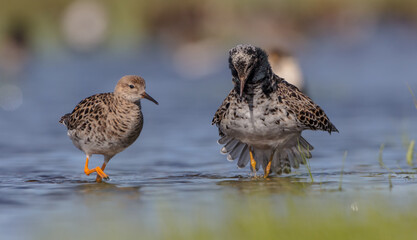  The ruff - pair at wetland on a mating season in spring