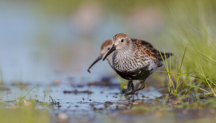 Dunlin - adult bird at a wetland on the spring migration 