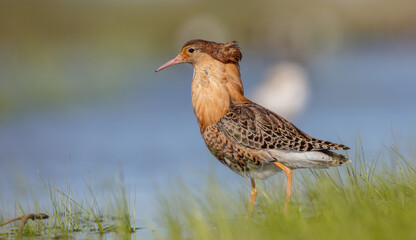 Ruff - male bird at a wetland on the mating season in spring