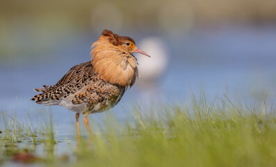 Ruff - male bird at a wetland on the mating season in spring