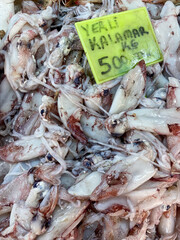 Fresh seafood squids calamari on a central city market