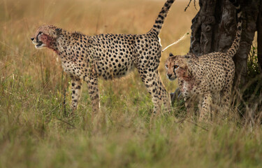 Cheetah urine spray while scent marking on a tree at Masai Mara, Kenya
