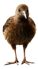 Fototapeta premium Kiwi Bird on Transparent PNG Background, Photo Realistic, Wallpaper, Cover and Screen for Smartphone, PC, Laptop, Transparent PNG