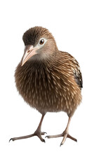 Fototapeta premium Kiwi Bird on Transparent PNG Background, Photo Realistic, Wallpaper, Cover and Screen for Smartphone, PC, Laptop, Transparent PNG
