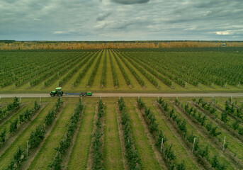 Apple orchards. Top view. Fields 