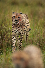 Selective focus on a Cheetah walking at the back, Masai Mara, Kenya.