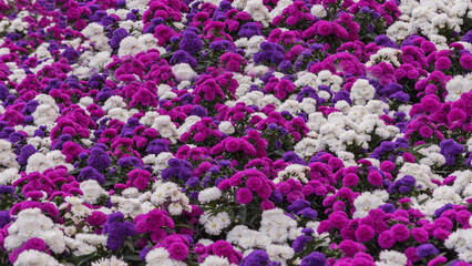 The garden smooth-leaf aster 'Trio'