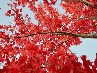 Acer × freemanii 'Jeffersred', trade name AUTUMN BLAZE, Freeman maple or Freeman's maple, is a...