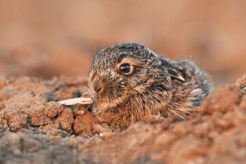 Lepus europaeus European hare cute darling young brown field meadow animal in nature, draw near village, runs fast, cubs beautiful eyes caress, agricultural landscape, food crop harvest Europe
