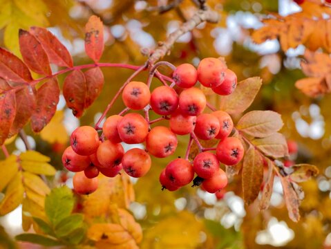 Sorbus &rsquo;Astrid&rsquo; E, ornamental rowan, is a new rowan in a small format. Origin: Selected by Project P80, SLU, Alnarp (from seed sowing of berries picked in Uppsala Botanical Garden). Sweden