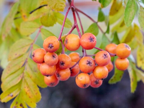 Sorbus &rsquo;Astrid&rsquo; E, ornamental rowan, is a new rowan in a small format. Origin: Selected by Project P80, SLU, Alnarp (from seed sowing of berries picked in Uppsala Botanical Garden). Sweden