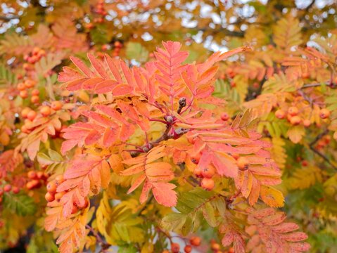 Sorbus &rsquo;Astrid&rsquo; E, ornamental rowan, is a new rowan in a small format. Origin: Selected by Project P80, SLU, Alnarp (from seed sowing of berries picked in Uppsala Botanical Garden). Sweden