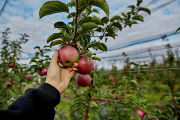 Juicy red apples are hanging on a tree branch in the garden. Agriculture. Eco-friendly products. Gardening