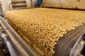 Processing and roasting of peanuts on an industrial scale. Industrial food production.