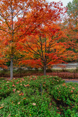 Naklejka premium Brillaint Park Leaves 2