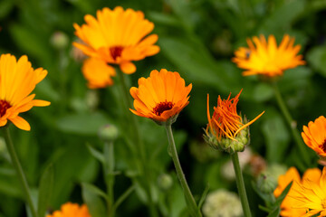 Close up picture of beautiful orange Marigold flowers (Calendula officinalis).