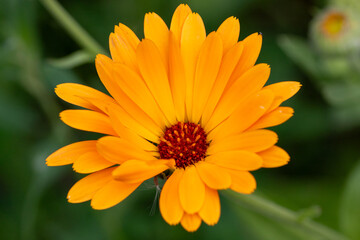 Close up picture of beautiful orange Marigold flowers (Calendula officinalis).