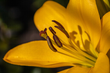 macro photo of Yellow Asiatic lily flower bloom with pollen covered 