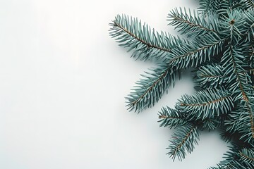 Obraz premium Fresh Evergreen Sprigs on a Light Background