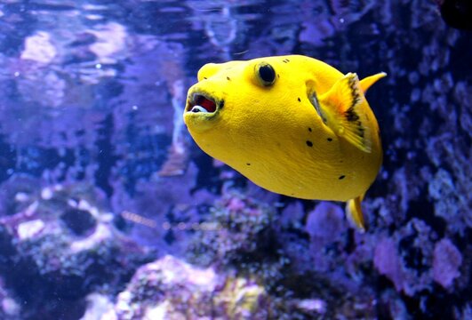Fische, Aquazoo, D&uuml;sseldorf