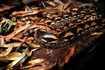 Schlange, Aquazoo, Düsseldorf