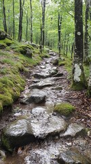 Naklejka premium A stone path winds through a lush green forest, with a small stream running alongside it.