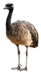 Emu Bird, on Transparent PNG Background, Photo Realistic, Wallpaper, Cover and Screen for Smartphone, PC, Laptop, Transparent PNG