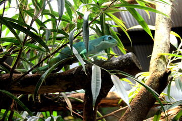 Echse, Aquazoo, Düsseldorf