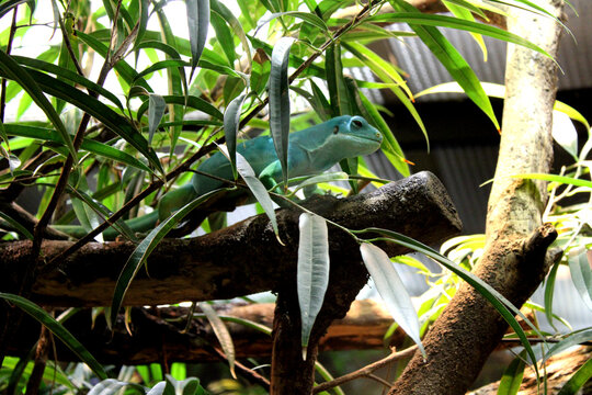 Echse, Aquazoo, D&uuml;sseldorf