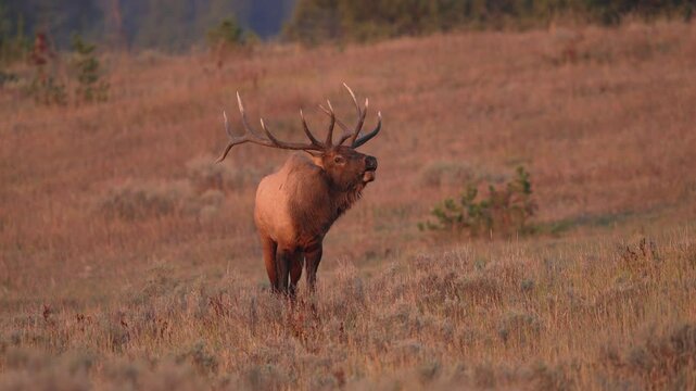 Bull Elk bugling at dawn during the rut in Yellowstone.