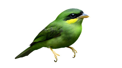Fototapeta premium Green Broadbill Bird, on Transparent PNG Background, Photo Realistic, Wallpaper, Cover and Screen for Smartphone, PC, Laptop, Transparent PNG