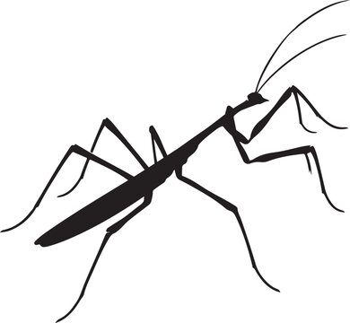 Stick insect silhouette design vector art illustration