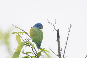 Blue-headed Parrot (Pionus menstruus)