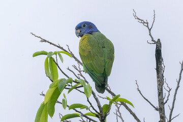 Blue-headed Parrot (Pionus menstruus)