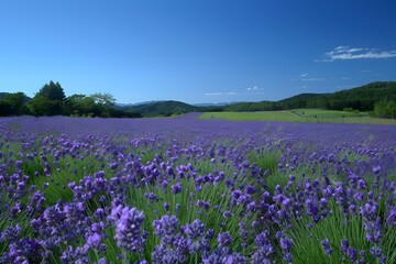 Serene Lavender Fields Under a Clear Blue Sky