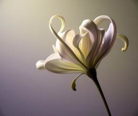 Beautiful white flower